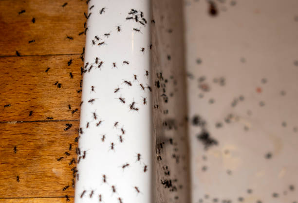 Best Mosquito Control Services  in Sunset Beach, NC